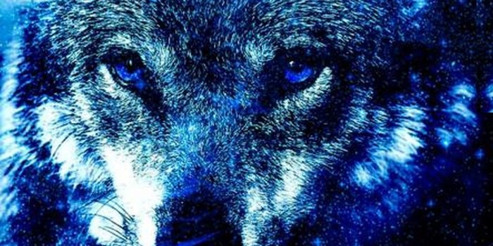 1080x1920 Wallpapers Phone Cool Wolf With High-resolution Pixel - Galaxy Wolf Cool  Backgrounds (#3166372) - HD Wallpaper & Backgrounds Download