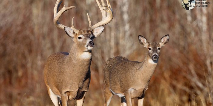 2560x1440 Fun Stuff - American Hunting Lease Association