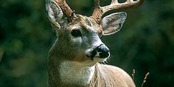 1024x1470 Hunting Wallpapers