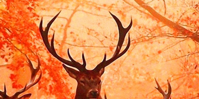 1080x1920 30+] Hunting Backgrounds on WallpaperSafari