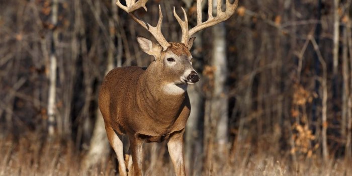 1280x960 Hunting Wallpaper #6798907