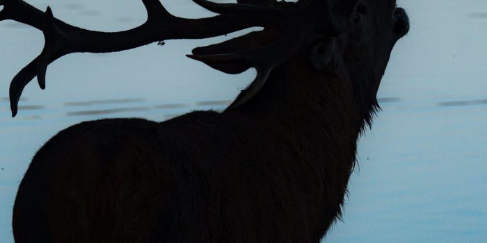 1284x2778 hunting iPhone Wallpapers Free Download