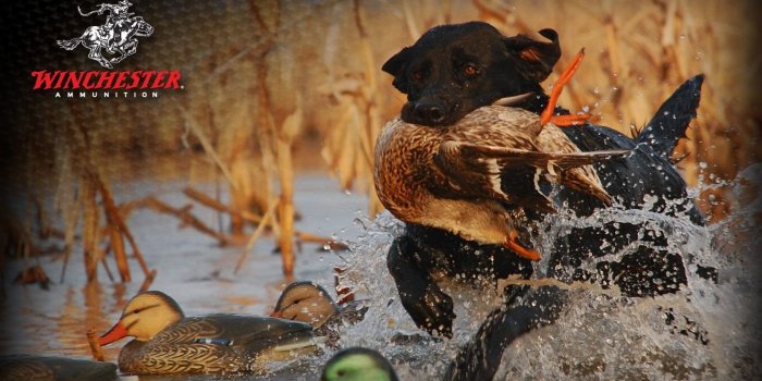 1680x1050 Hunting Wallpapers Hunting Free Hd Wallpaper, Deer Hunting Desktop  Background