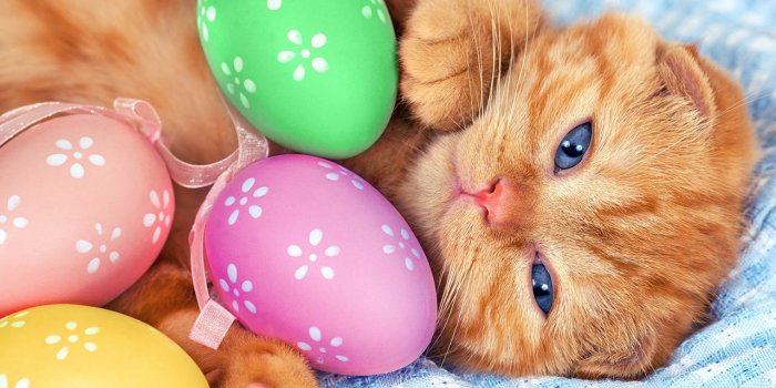 1280x800 Free Easter Background Images - Wallpapers
