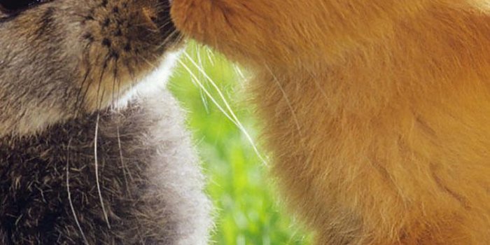 750x1334 iPhone Easter Wallpapers