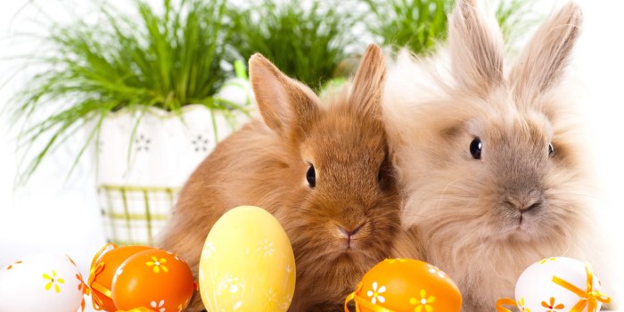 2880x1800 Easter Bunnies Free Hd Wallpaper Background