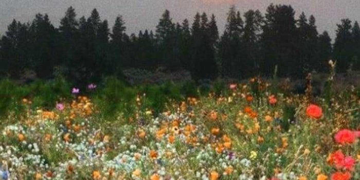 750x1334 27+] Cottagecore Flower Wallpapers on WallpaperSafari