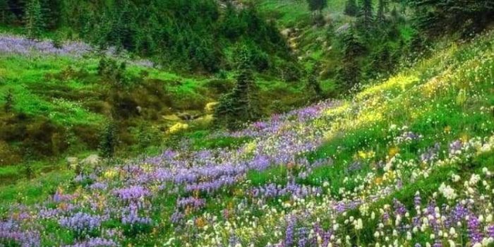 750x1334 Cottagecore Wallpaper | WhatsPaper