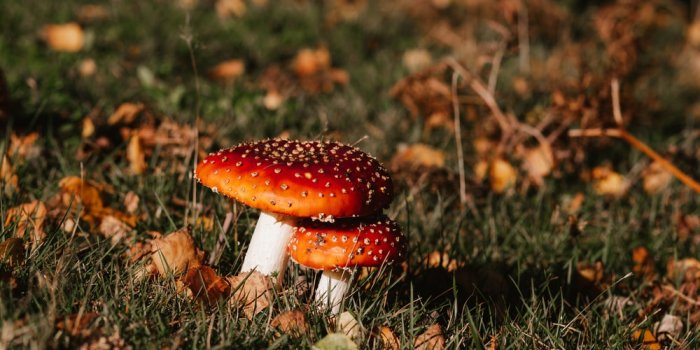 1000x1333 Cottagecore | 31 best free cottagecore, plant, outdoor and building photos  on Unsplash