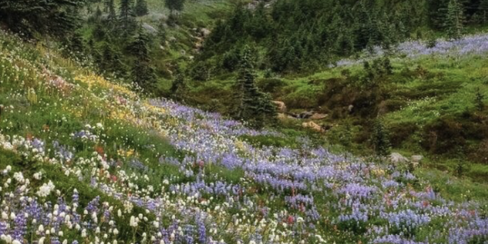 750x1334 Free download moodboards cottagecore sy nature lockscreens like reblog if  [750x1334] for your Desktop, Mobile & Tablet | Explore 27+ Cottagecore  Flower Wallpapers | Wallpaper Flower, Flower Background, Flower Wallpapers