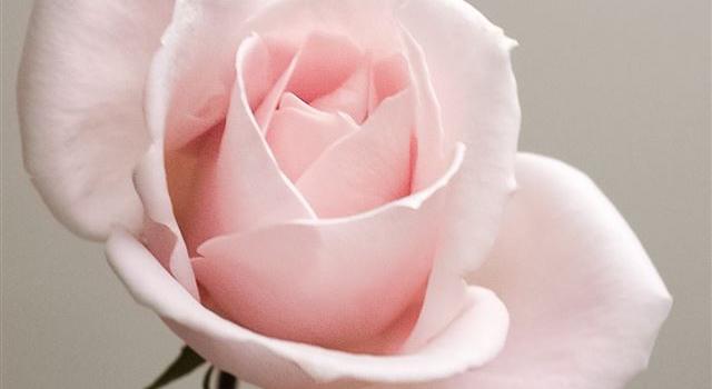 640x1385 Best Pink iPhone 11 HD Wallpapers - iLikeWallpaper