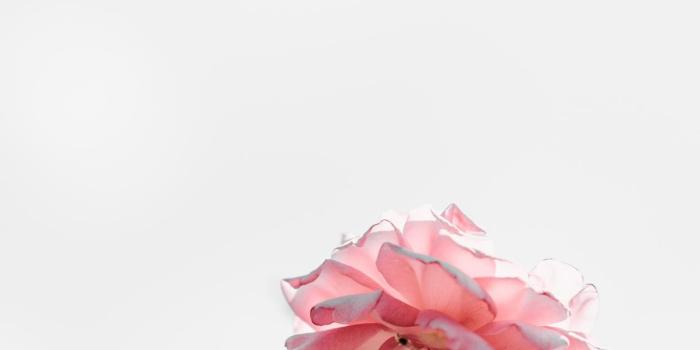 1242x2688 Pink roses with blank space light iPhone X Wallpapers Free Download