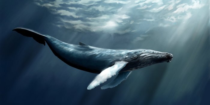 1920x1456 120+ Whale HD Wallpapers | Background Images
