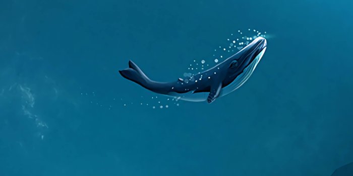 2160x3840 Whale iPhone Wallpapers - Top Free Whale iPhone Backgrounds -  WallpaperAccess