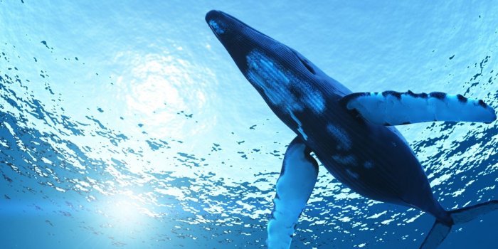 2560x1600 Whales Wallpapers