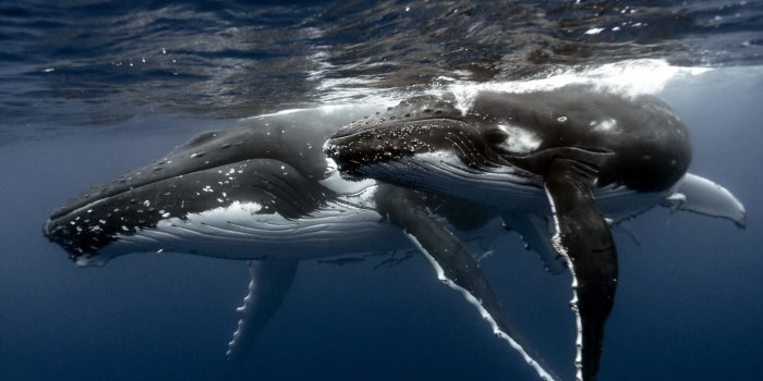 2560x1600 Whale Wallpapers - Top Free Whale Backgrounds - WallpaperAccess