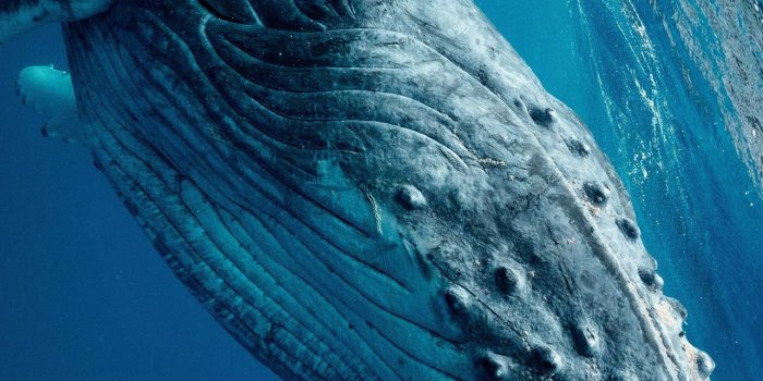 1284x2778 Best Humpback whale iPhone HD Wallpapers - iLikeWallpaper