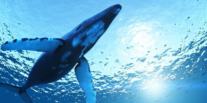 1920x1200 30 Fantastic HD Whale Wallpapers