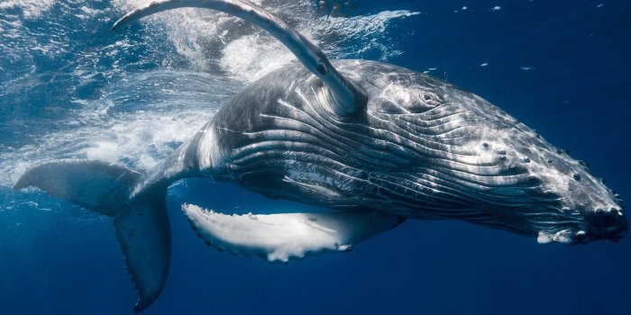 1920x1080 1920x1080, Humpback Whale Wallpaper - Blue Whale Wallpaper Hd - 1920x1080  Wallpaper - teahub.io