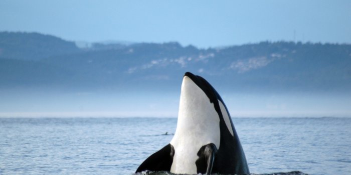 2560x1643 3672740-killer-whale-wallpapers – Code animal