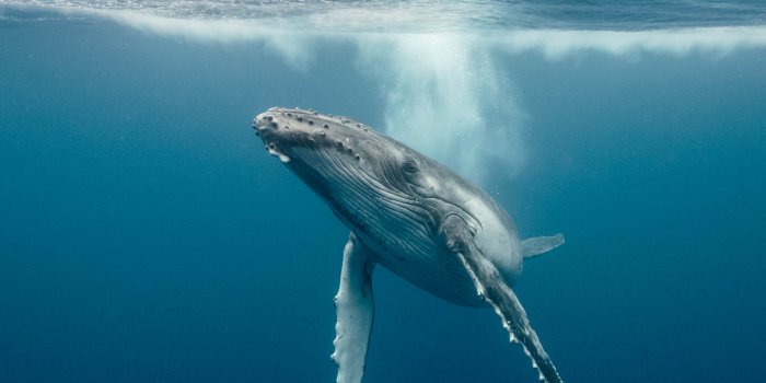 2400x2400 Whale Hd Wallpapers, Desktop Wallpaper - 2400x2400 Wallpaper - teahub.io