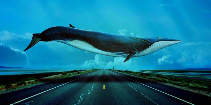 1920x1080 55+ Blue Whale Wallpapers - Download at WallpaperBro | Whale, Blue whale,  Blue whale pictures