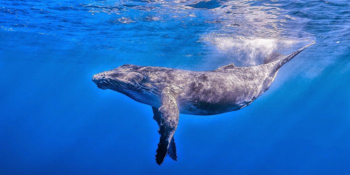 1600x1000 Whale Pictures & Wallpapers • TrumpWallpapers