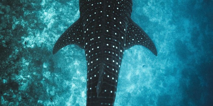 1284x2778 humpback whale iPhone Wallpapers Free Download