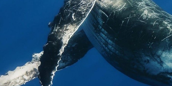 1080x1920 Whale iPhone Wallpapers - Top Free Whale iPhone Backgrounds -  WallpaperAccess