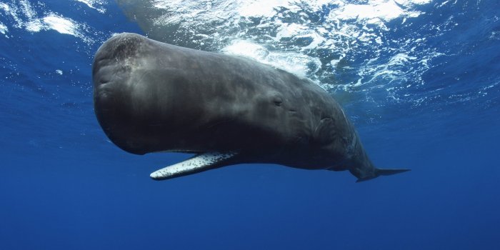 1920x1280 Sperm Whale HD Wallpapers | Background Images