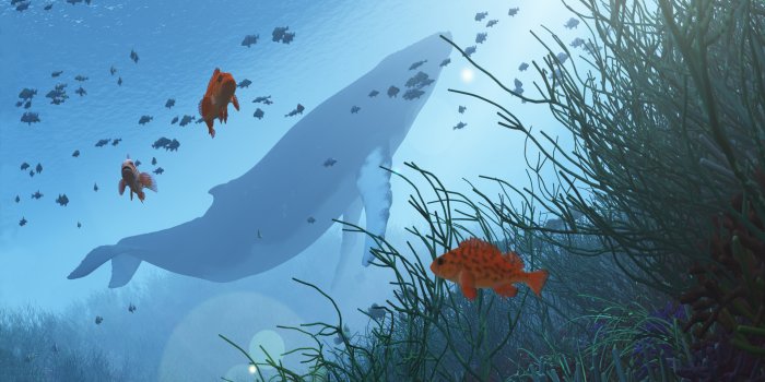 1920x1200 42+] Free Whale Wallpapers for Desktop on WallpaperSafari