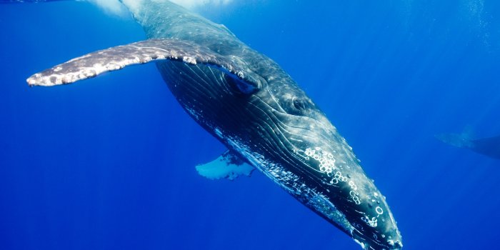 1920x1200 Hump Back Whale - Whale Desktop - 1920x1200 Wallpaper - teahub.io