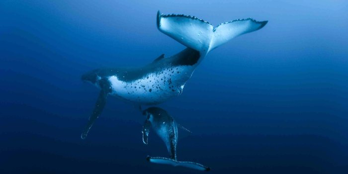 2560x1600 120+ Whale HD Wallpapers | Background Images