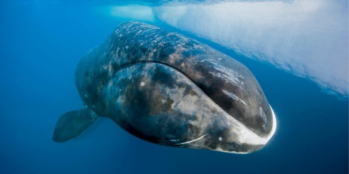 1920x1080 Bowhead Whales Wallpapers