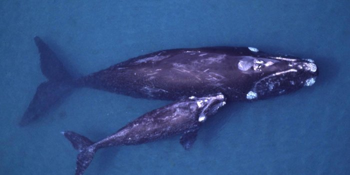 1600x1200 Northern Right Whale Wallpaper and Background - Animals Town