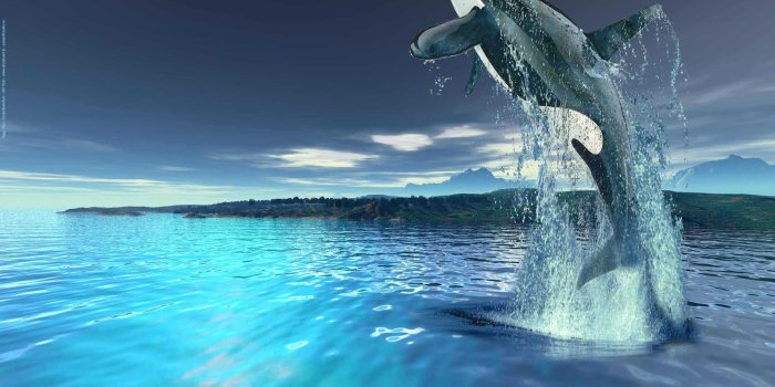 1600x1000 30 Beautiful Killer Whale Pictures and HD Wallpapers