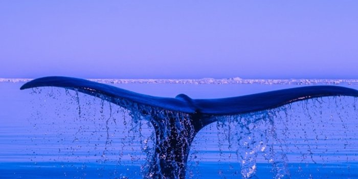 1080x1920 1080x1920 Humpback Whale Tail Ocean Iphone 7,6s,6 Plus, Pixel xl ,One Plus  3,3t,5 HD 4k Wallpapers, Images, Backgrounds, Photos and Pictures