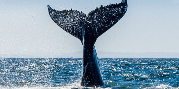 1440x2560 A humpback whale fluking in the ocean | Art Of Safari