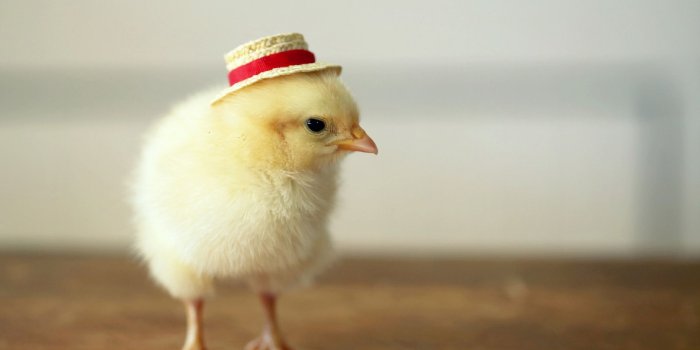 1920x1200 Cool Chicken Wallpapers - Top Free Cool Chicken Backgrounds -  WallpaperAccess