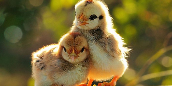 1920x1200 Chicken Wallpapers - Top Free Chicken Backgrounds - WallpaperAccess
