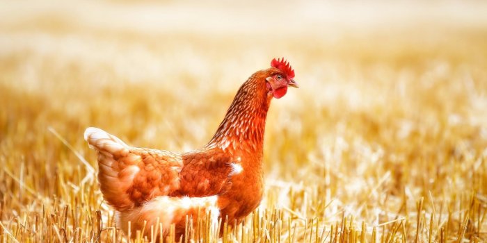 1920x1080 22 Chicken Wallpapers - Wallpaperboat