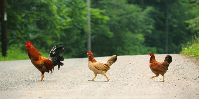 1920x1200 Chicken Wallpapers