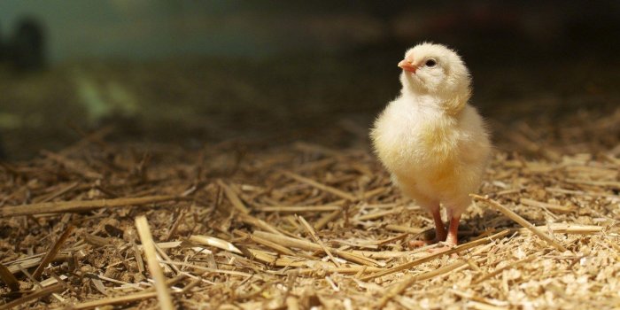 1680x1050 Chickens Wallpapers