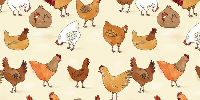 1000x1414 10 Chicken wallpaper ideas | chicken art, chicken wallpaper, chickens and  roosters