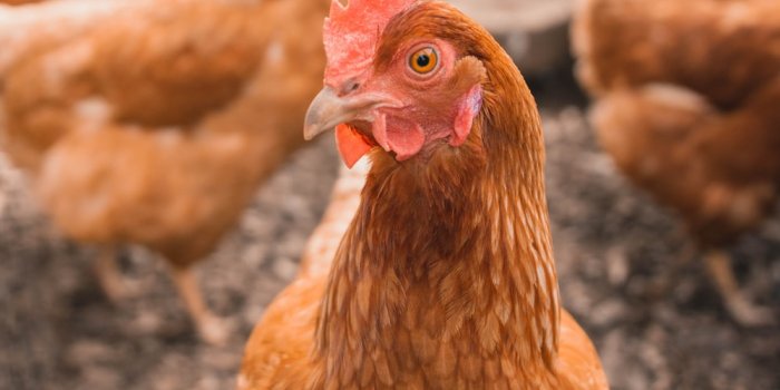 1000x1500 500+ Poultry Pictures [HD] | Download Free Images on Unsplash