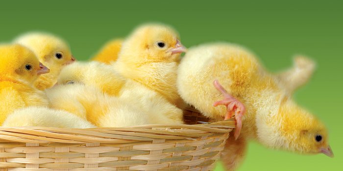 2560x1600 HD Chicken Backgrounds - PixelsTalk.Net