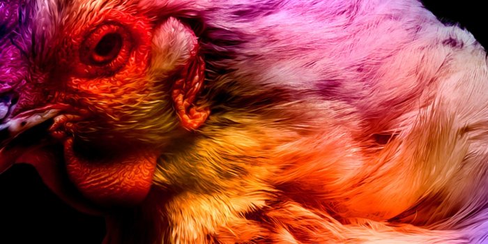 1440x2560 Chicken Wallpaper 4K, Colorful, Black background, AMOLED, Animals, #4583