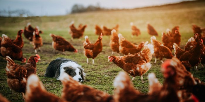 1920x1080 Wallpaper Chicken, Dog, Pet, Animal background