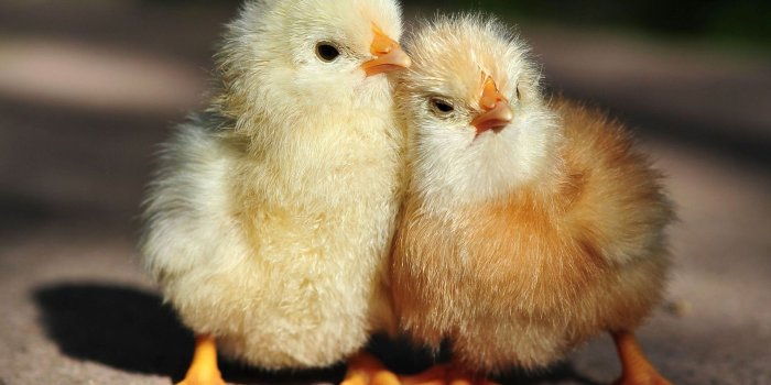 1920x1200 47+] Baby Chickens Wallpaper on WallpaperSafari
