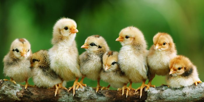 1920x1080 Chicken Desktop Wallpaper - Baby Chicken (#634140) - HD Wallpaper &  Backgrounds Download
